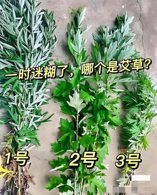 艾草国产精选视频,传承千年草本精华，守护健康生活